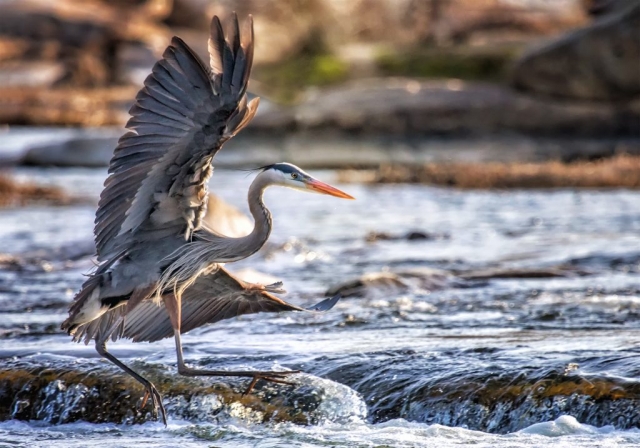 Vistas with Wildlife Winner: Seeking Shad by Fritzi Newton (Rappahannock River in Fredericksburg)