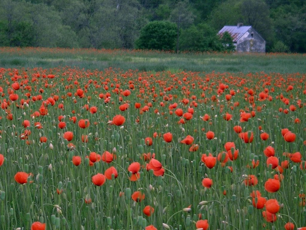 Poppies and White House by Nancy Sottosanti