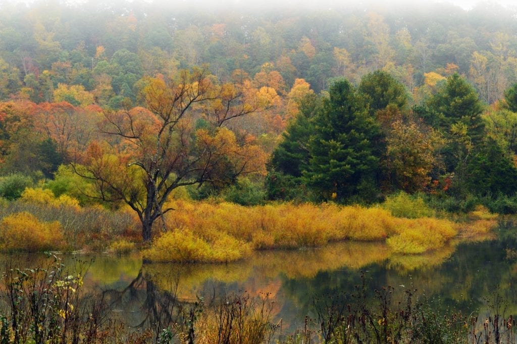 Augusta Springs Wetlands by Carolyn Maloney (Augusta County)