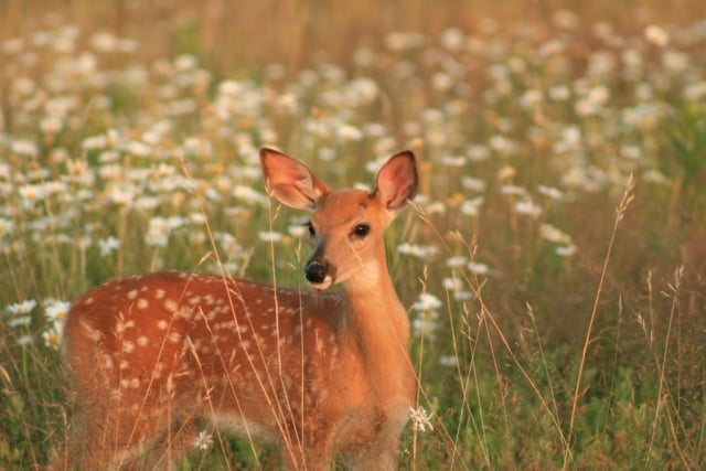 Fawn in Meadow by Terry Crider (Shenandoah National Park)