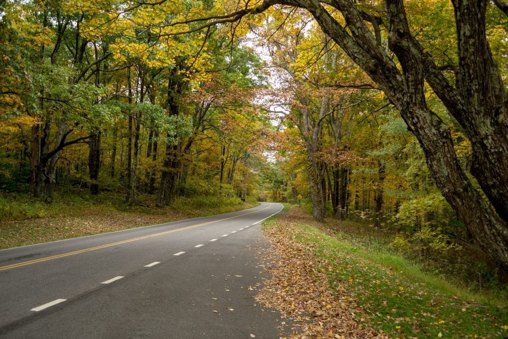 Trees in autumn along curving road